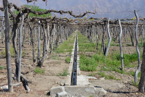 Irrigation ditch for the Vines of the vinyard.