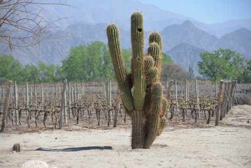 Vine Field and Pasacana Cactus.