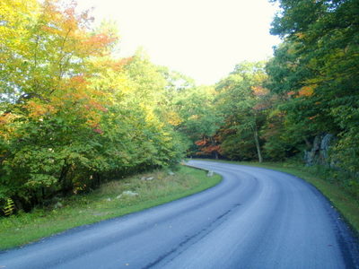 Fall Leaves.