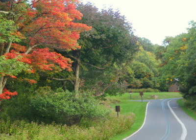 Fall Leaves.