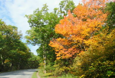 Fall Leaves.