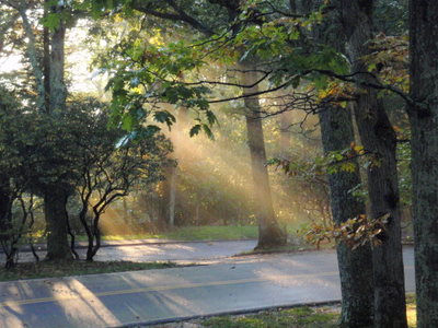 Morning Mist.