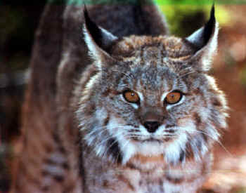 Bobcat.