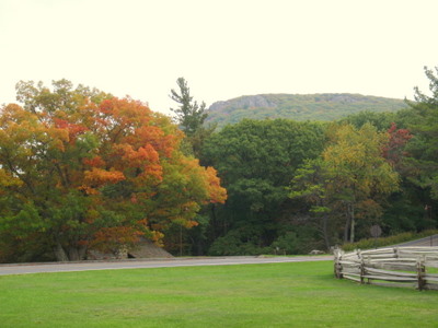 Fall Leaves.