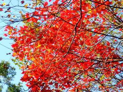 Fall Leaves.