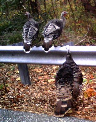 Turkeys.