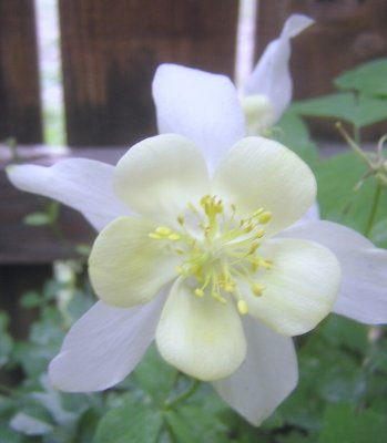 Colorado State Flower, the Columbine.
