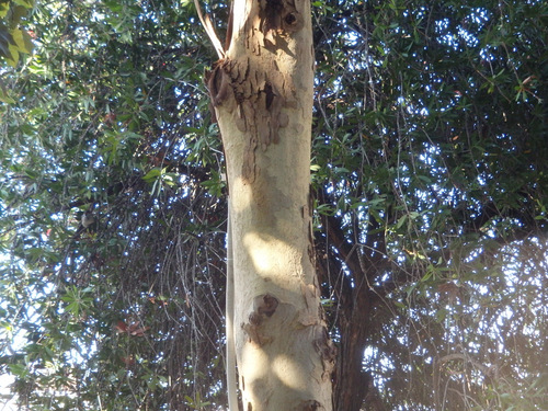 Trunk/Bark of Nut Tree.