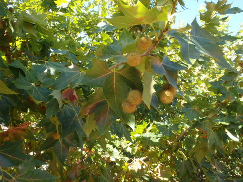 Fruit of Nut Tree.