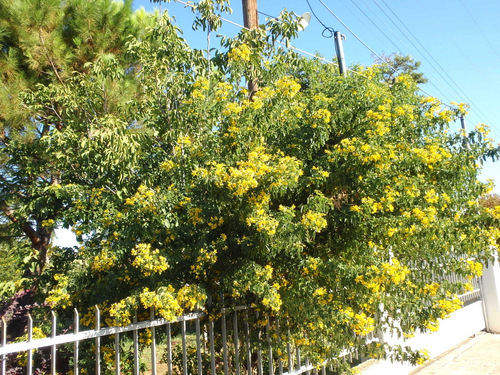 A tree with pretty yellow flowers, Not Broom Tree.