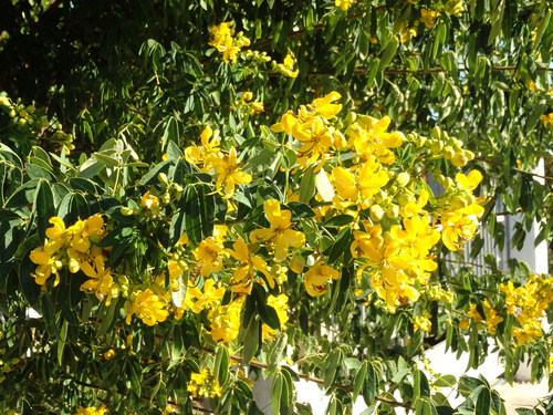 A tree with pretty yellow flowers, Not Broom Tree.