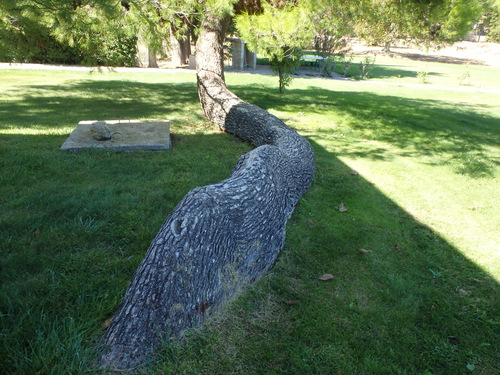 This Spirit Tree at the Temple of Zeus.