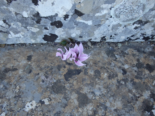 A Cyclamen flower has found a place to bloom.