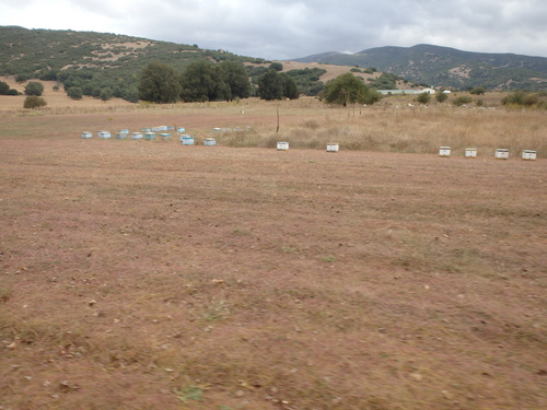 Bee Hives, we saw the most beehives in Greece.