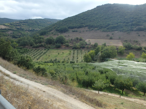 A mix of fruit orchards.