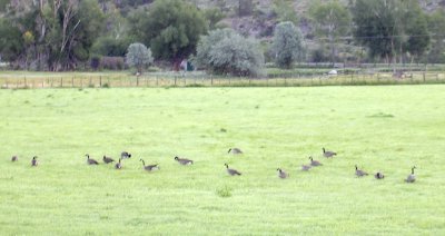 Wild Canadian Geese.