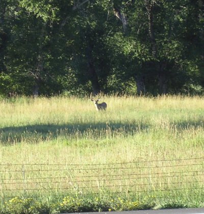 Big buck mule deer.