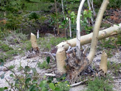 Beaver cut Aspen trees.