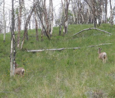 Nervous Deer turn tail