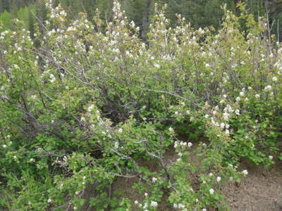 Flowering Mountain Mahogany, aka Current.