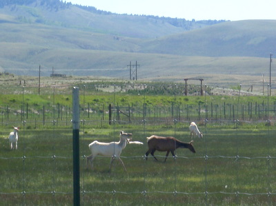 Elk Farm