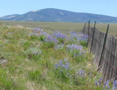 Penstemons in Snow Fence Melt