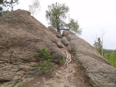 Tree root system split two boulders.