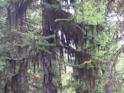 Great gobs of Moss in the Montana Pine Trees.