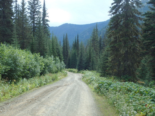 GDMBR, NF 115, heading south for the Upper Whitefish Lake and Campground.