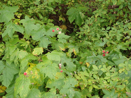 There are ripe Raspberries in the Camp Area.