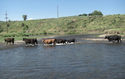 [http://www.struck.us/BikePics/S-B%20CowSwim.jpg]