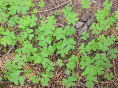 Sicilian Heart Shaped Clover