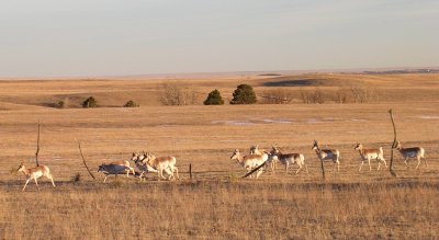 Antelope, Colorado Springs, Colorado