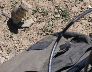 A Chipmunk Smells Food - They Will Sneak Into a Pannier or Tent