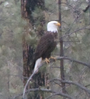 Bald Eagle, Gila National Forest, NM.