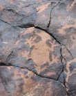 Ancient Petriglyph, Desert, Nevada, USA