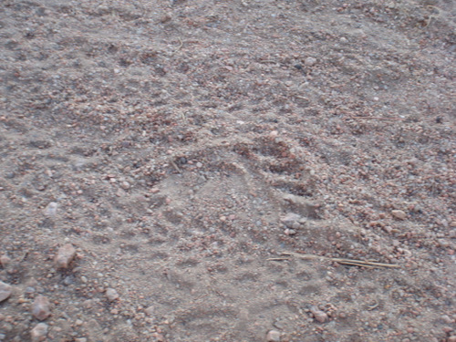 Left-Rear Foot Print of a Black Bear Cub, Santa Fe Trail on the USAF Academy.