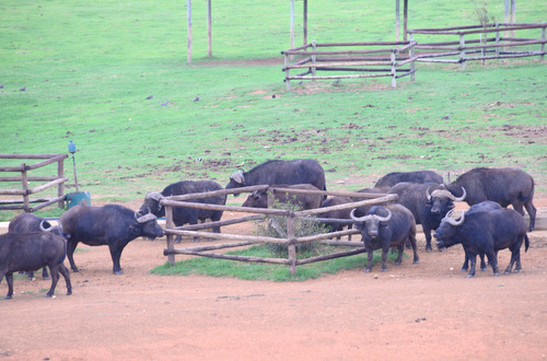 Cape Buffalo, aka Africa Buffalo.