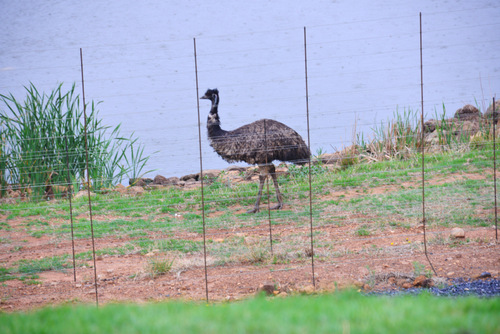 Female Ostrich .