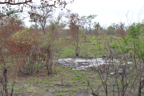 The white looking Snow or Alkali is the Ash remnant of Ironwood.