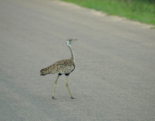 Black Bellied Bustard.