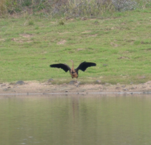 Black underwing of Egyptian Goose.