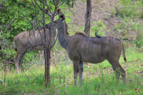 Nyala, Females.