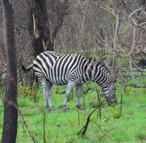 Zebra.