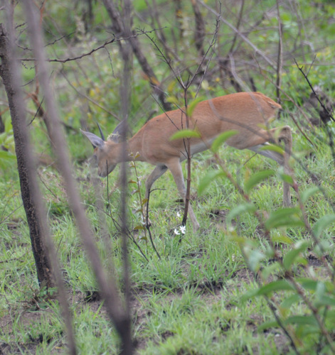 Oribi, Male.