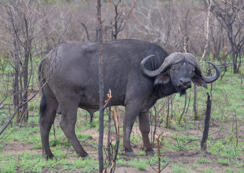 Cape Buffalo.