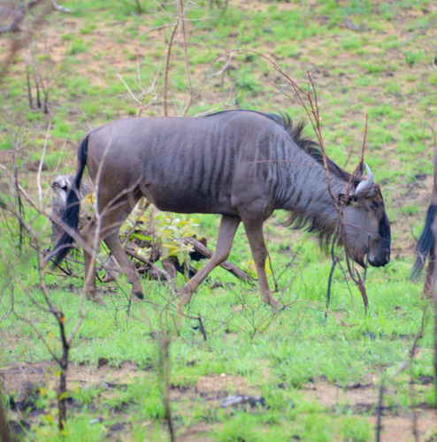 Wildebeest.