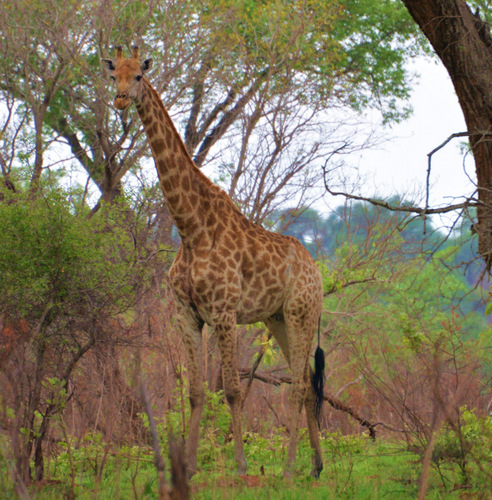 Giraffe.
