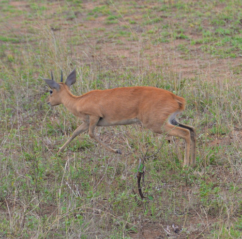 Oribi.