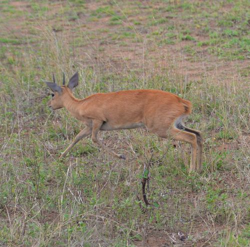 Oribi.